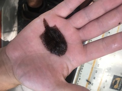 Trinectes maculatus