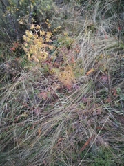 Peucedanum morisonii