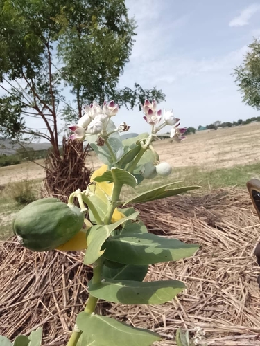giant milkweed