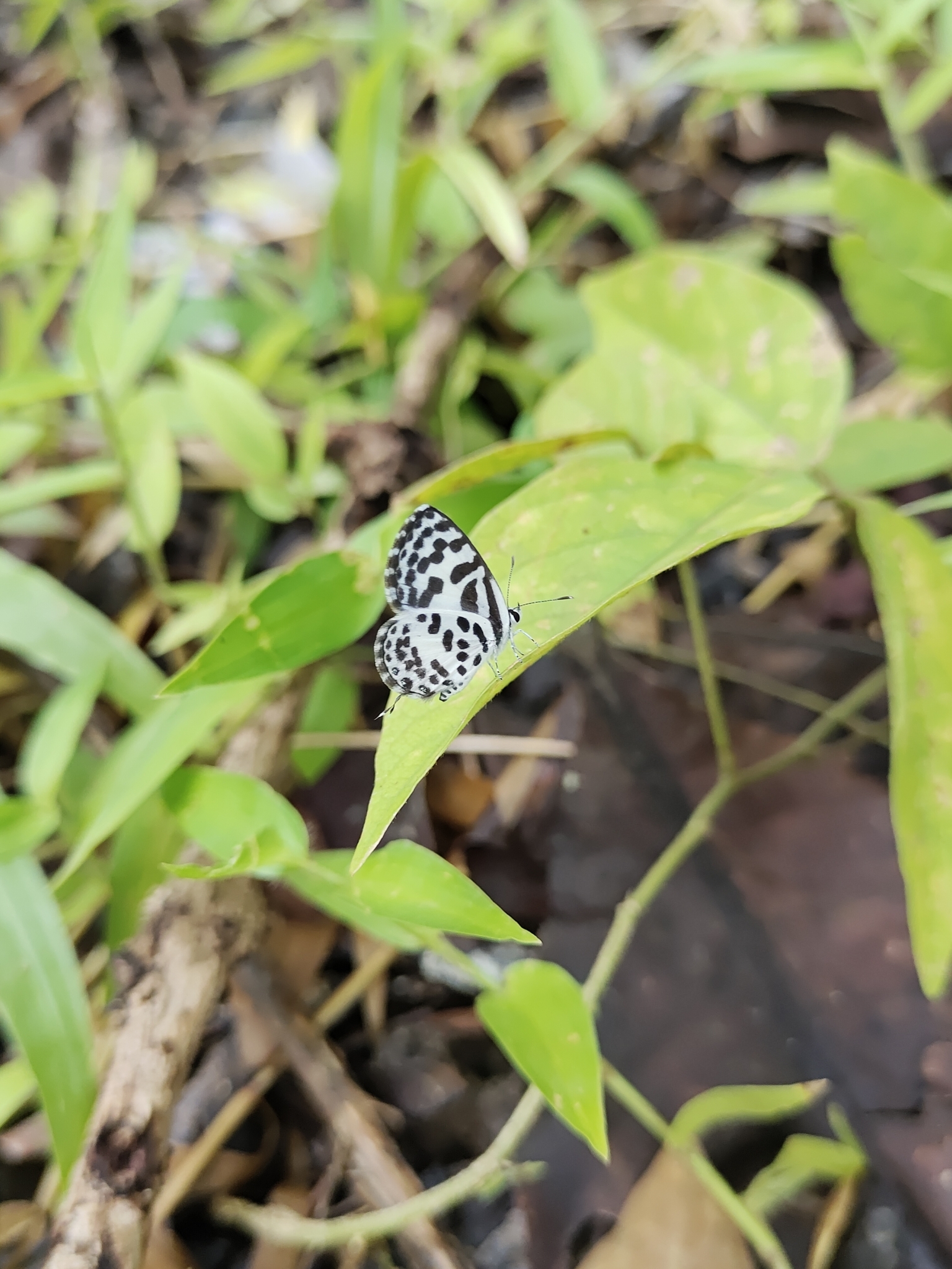 Common Pierrot