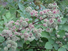 Aralia cordata
