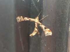 Platyptilia