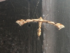 Platyptilia