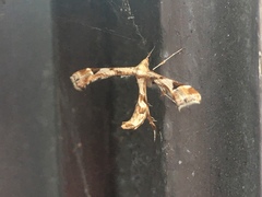 Platyptilia