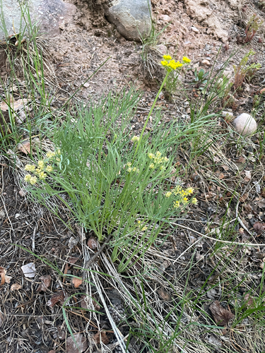 King Desert-parsley (Lomatium graveolens)