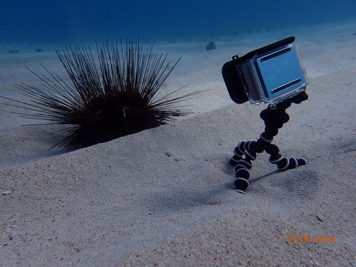 Long-spined Sea Urchin