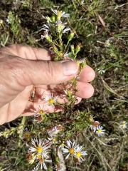 Symphyotrichum hallii