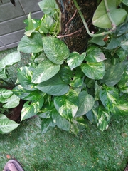 Epipremnum aureum
