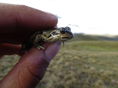 Pleurodema marmoratum