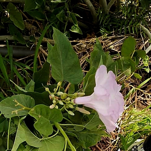 Bush Morning Glory