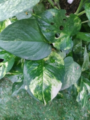 Epipremnum aureum