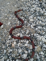 Lampropeltis abnorma