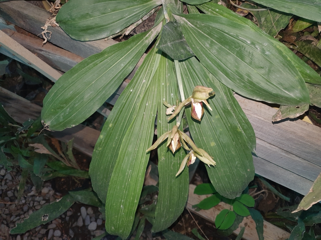 Catasetum tabulare