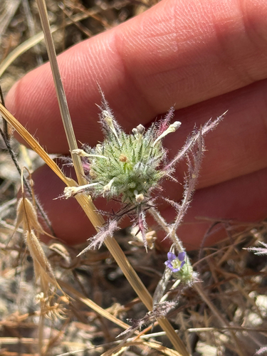 mitrefruit pincushionplant (Navarretia mitracarpa)