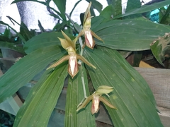 Catasetum tabulare, photograph (c) Samuel Peláez Vélez, some rights reserved (CC BY)