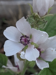 Althaea