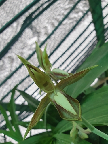 Catasetum tabulare, photograph 4
