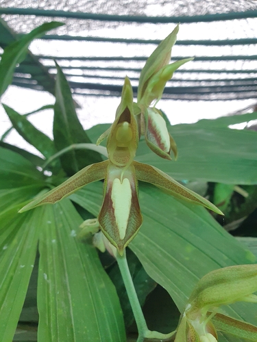 Catasetum tabulare, photograph 5