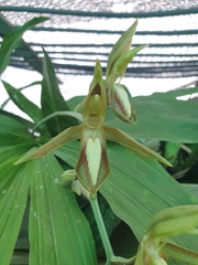 Catasetum tabulare, photograph (c) Samuel Peláez Vélez, some rights reserved (CC BY)