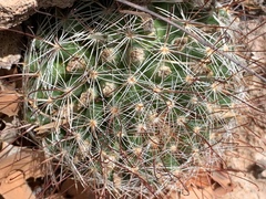 Mammillaria barbata