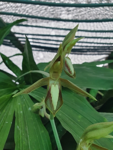 Catasetum tabulare, photograph 6