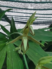Catasetum tabulare, photograph (c) Samuel Peláez Vélez, some rights reserved (CC BY)