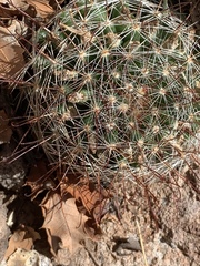 Mammillaria barbata