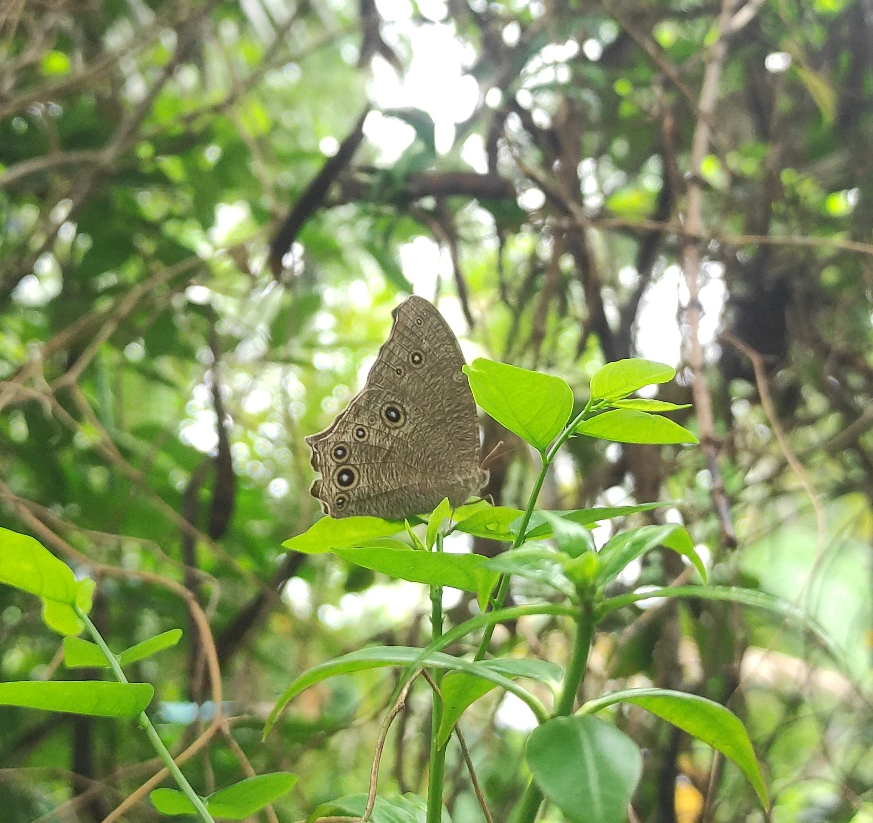 Common Evening Brown