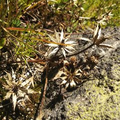 Eryngium carlinae