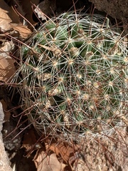 Mammillaria barbata