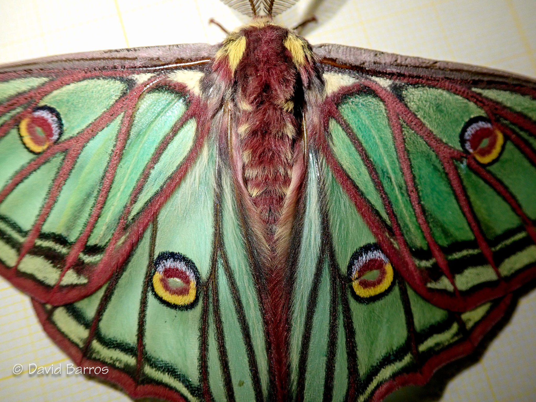 Graellsia isabellae