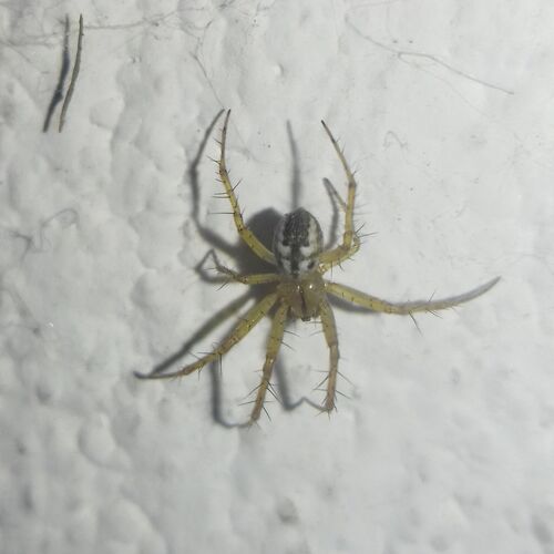 Cricket-bat Orbweaver