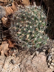 Mammillaria barbata