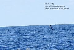 Pseudobulweria rostrata