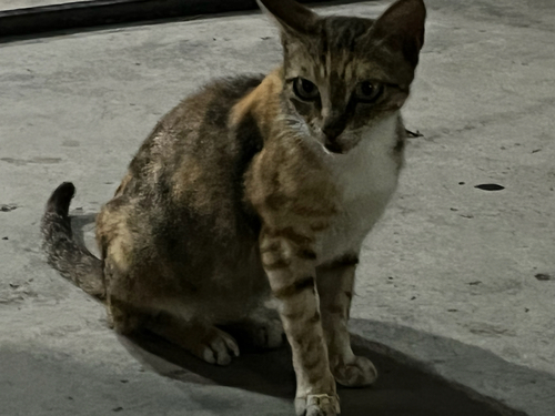 Domestic Cat