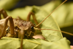 Deinacrida heteracantha