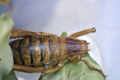 Deinacrida heteracantha