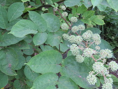 Aralia cordata