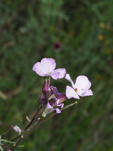 Erysimum linifolium, photograph 1