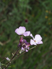 (c) Óscar Sampedro, some rights reserved (CC BY) Erysimum linifolium, photograph (c) Óscar Sampedro, some rights reserved (CC BY)