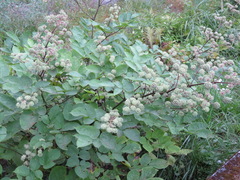 Aralia cordata