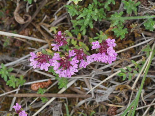 Thymus longicaulis (Thymus longicaulis)