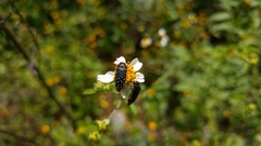 Acmaeodera haemorrhoa