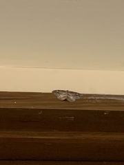 Neoalcis californiaria