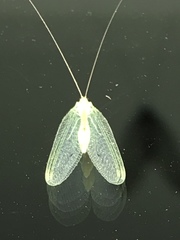 Leucochrysa insularis