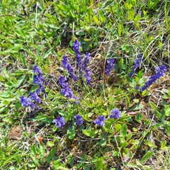 Polygala amara, photograph (c) Marek Hrušovský, some rights reserved (CC BY)