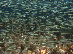 Atheriniformes