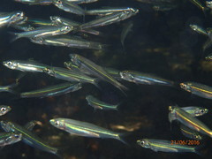 Atheriniformes
