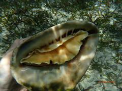 Cassis tuberosa