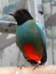 Pittidae